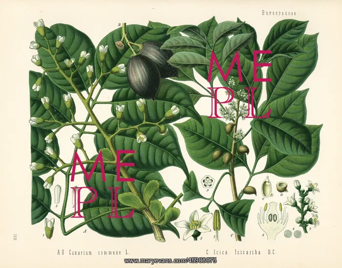 : Canarium nut tree, Canarium indicum, and protium : Canarium nut tree, Canarium indicum, and protium
