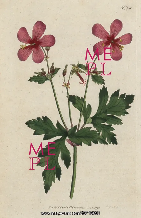 : Canary Island geranium, Geranium palmatum : Canary Island geranium, Geranium palmatum