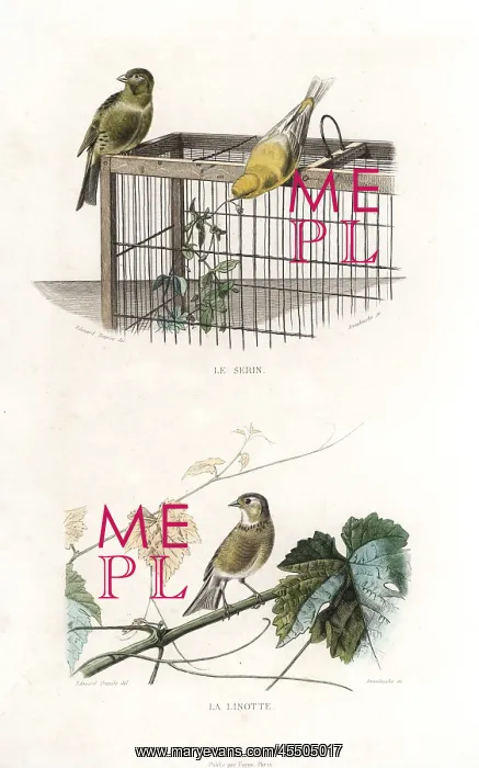 : Canary and linnet : Canary and linnet