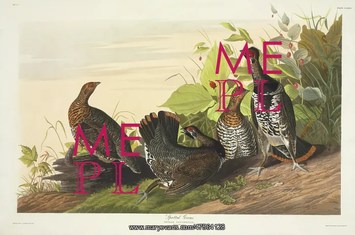 : Canchites canadensis, spruce grouse : Canchites canadensis, spruce grouse