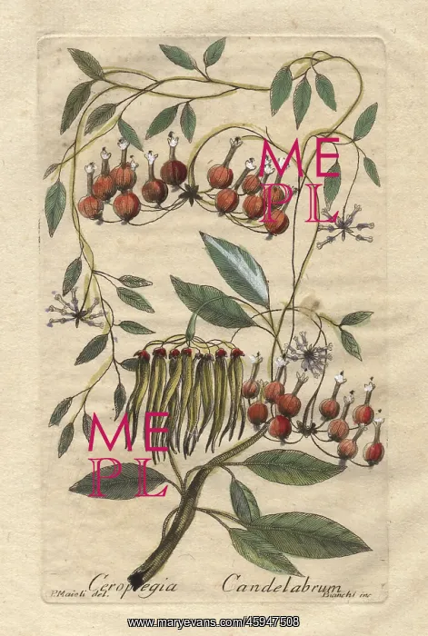 : Candelabra tree, Ceropegia candelabrum : Candelabra tree, Ceropegia candelabrum