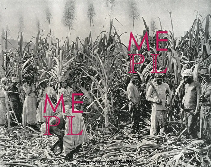: Cane Cutters in Jamaica : Cane Cutters in Jamaica