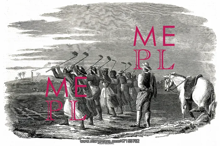 : Cane holeing, Jamaica 1849 : Cane holeing, Jamaica 1849