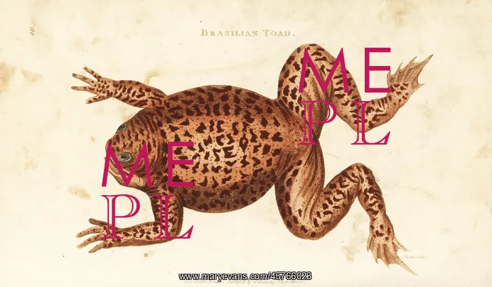 : Cane toad or marine toad, Rhinella marina : Cane toad or marine toad, Rhinella marina