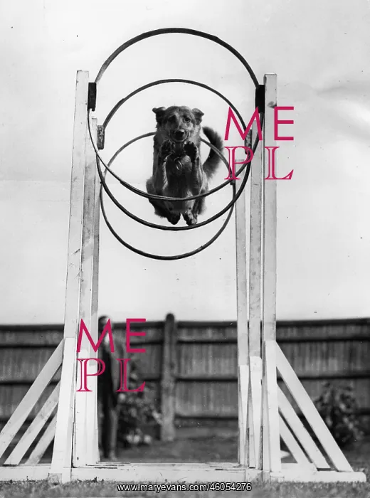  : Canine athlet