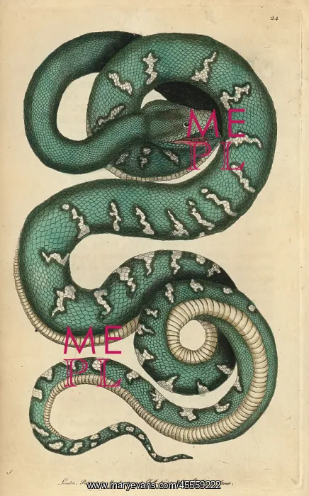 : Canine boa, dog-headed snake or emerald tree : Canine boa, dog-headed snake or emerald tree
