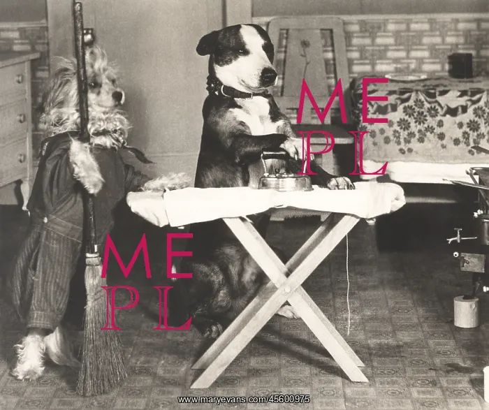  : Canine chores