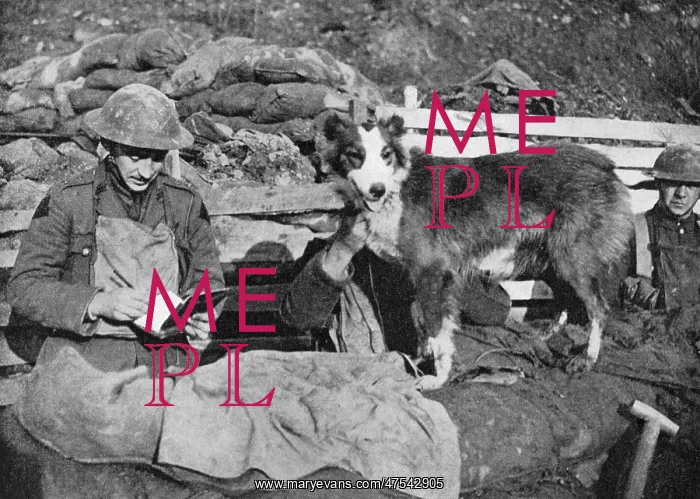 : A canine courier of the great war : A canine courier of the great war