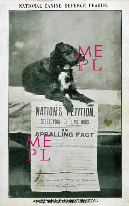  : CANINE DEFENCE LEAGUE