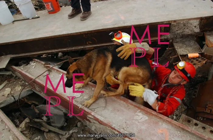 : A canine rescue worker and his handler emerge from : A canine rescue worker and his handler emerge from