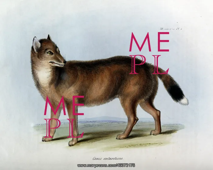: Canis antarcticus : Canis antarcticus