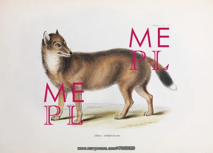 : Canis Antarcticus : Canis Antarcticus