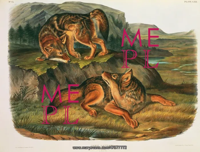 : Canis latrans, coyote : Canis latrans, coyote
