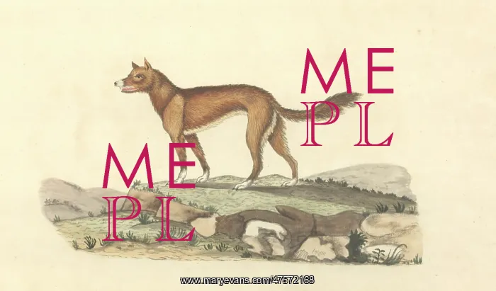  : Canis lupus dingo, dingo