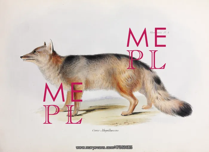 : Canis Magellanicus : Canis Magellanicus