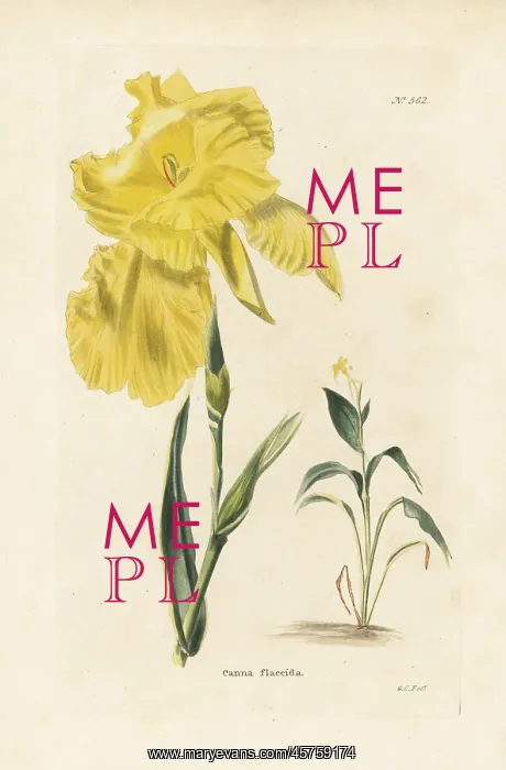: Canna flaccida : Canna flaccida