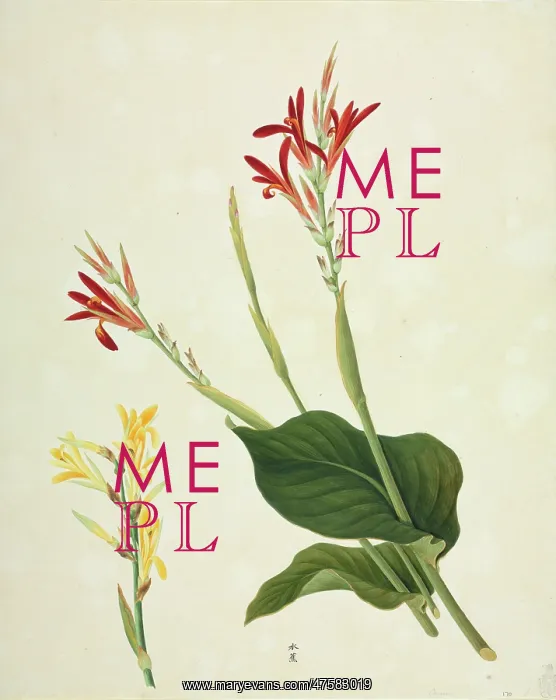 : Canna indica, Indian shot : Canna indica, Indian shot