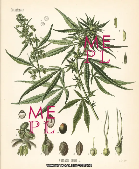 : Cannabis, Cannabis sativa : Cannabis, Cannabis sativa