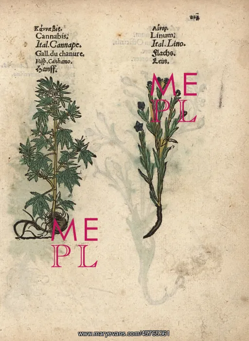 : Cannabis, Cannabis sativa, and flax, Linum usitatissimum : Cannabis, Cannabis sativa, and flax, Linum usitatissimum