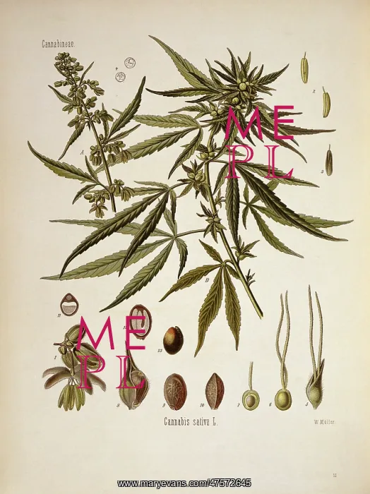 : Cannabis sativa, cannabis : Cannabis sativa, cannabis