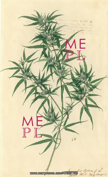 : Cannabis sativa, hemp : Cannabis sativa, hemp