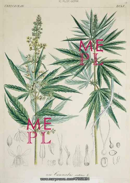 : Cannabis sativa, marijuana : Cannabis sativa, marijuana