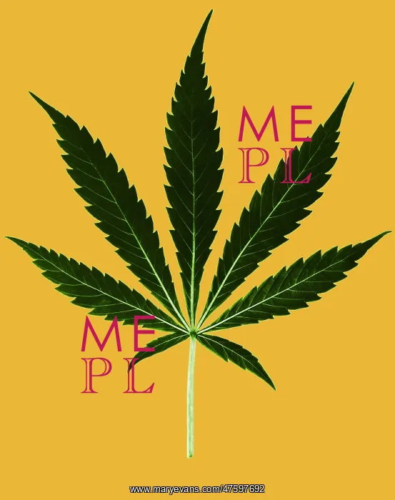: Cannabis sativa, Marijuana Leaf : Cannabis sativa, Marijuana Leaf