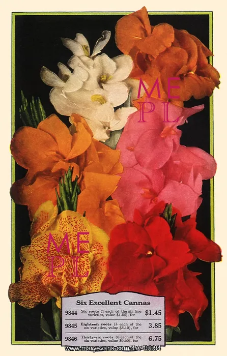  : Cannas
