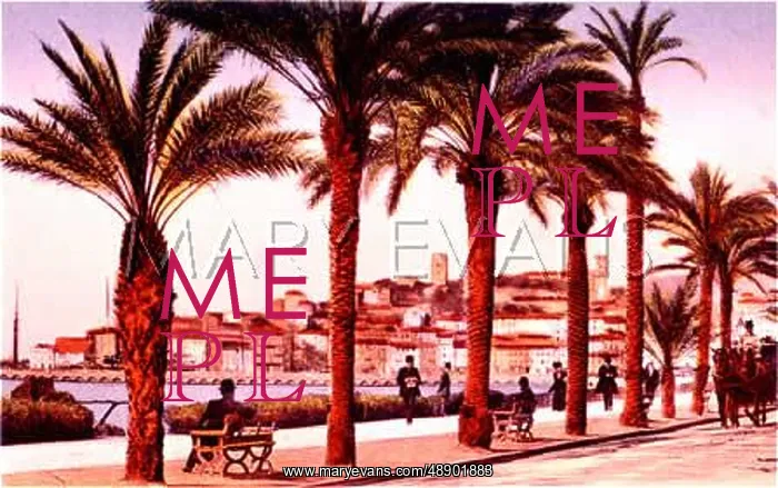 : CANNES / PALM TREES C1900 : CANNES / PALM TREES C1900