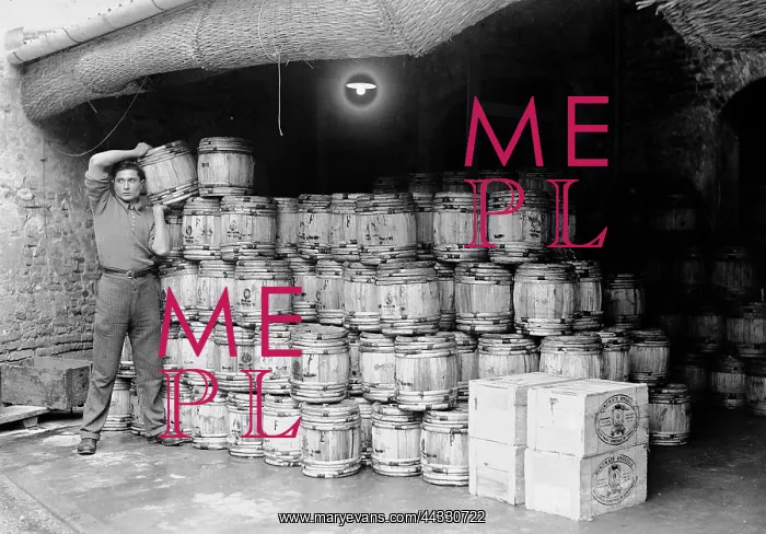 : Italy. Canning of eels at Comacchio : Italy. Canning of eels at Comacchio