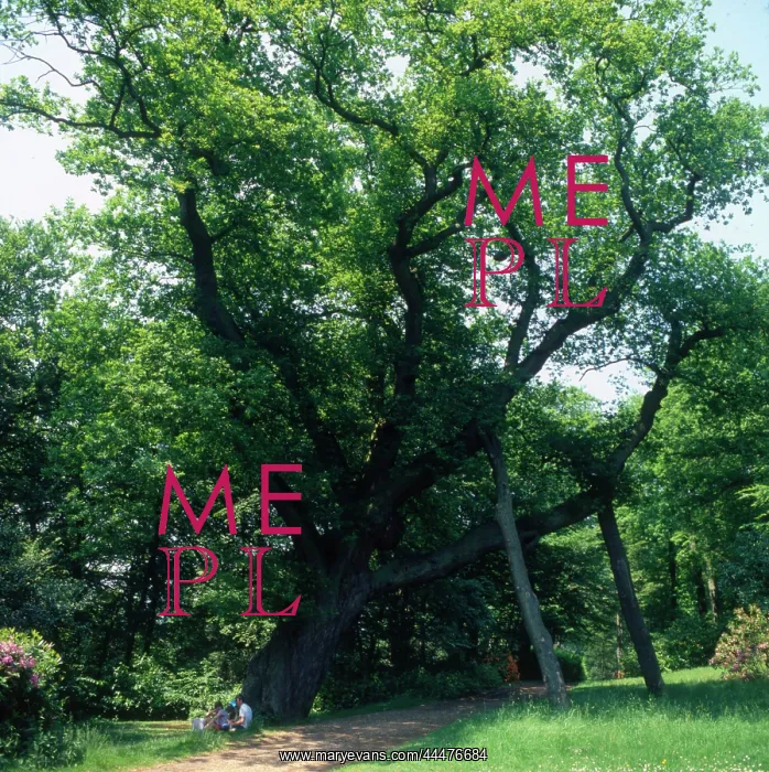  : Cannings Oak, Cliveden, Bucks