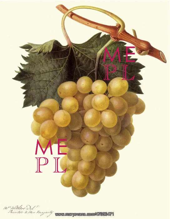 : Cannon Hall Muscat Grape : Cannon Hall Muscat Grape