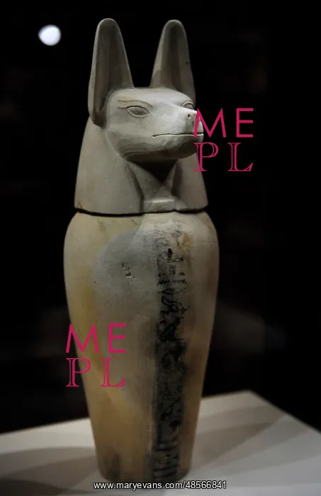 : Canopic jar with lid in the form of a jackal: Duamutef. Egyp : Canopic jar with lid in the form of a jackal: Duamutef. Egyp