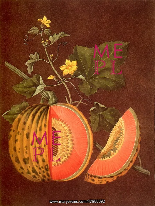  : Cantaloupe, Cucumis melo