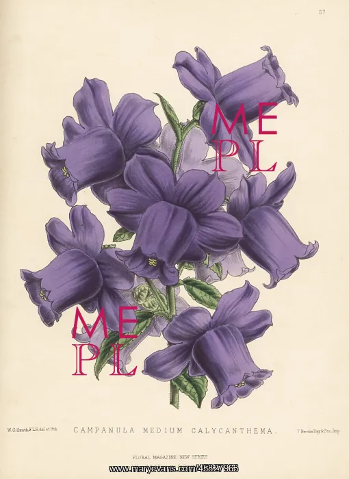 : Canterbury bells, Campanula medium : Canterbury bells, Campanula medium