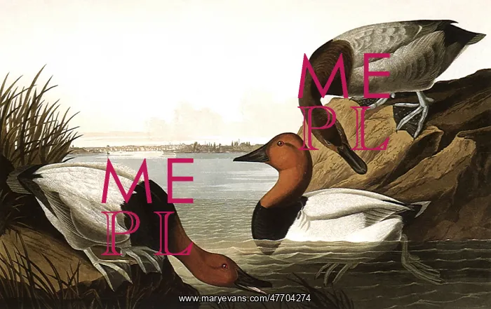  : Canvas-Backed Ducks