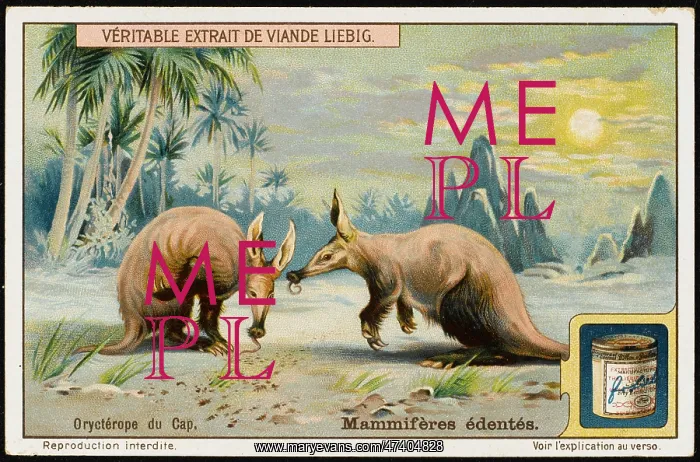: CAPE AARDVARK : CAPE AARDVARK