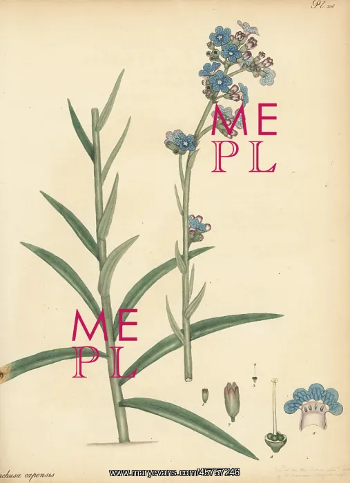 : Cape alkanet, Anchusa capensis : Cape alkanet, Anchusa capensis