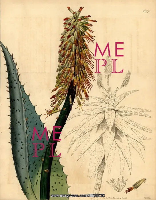 : Cape aloe, Aloe ferox : Cape aloe, Aloe ferox
