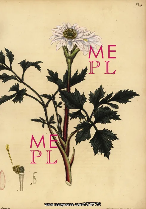 : Cape anemone, Anemone tenuifolia : Cape anemone, Anemone tenuifolia