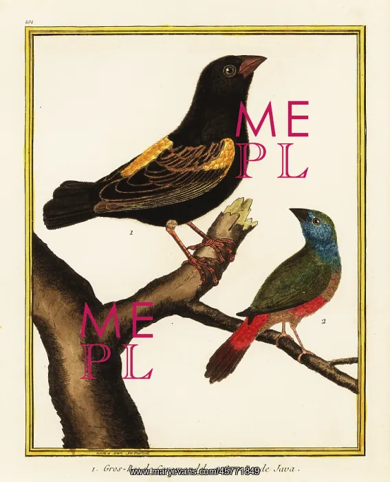 : Cape bishop and pin-tailed parrotfinch : Cape bishop and pin-tailed parrotfinch
