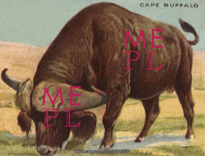  : Cape Buffalo Grazing