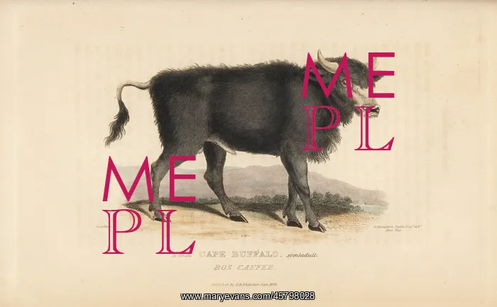 : Cape buffalo, Syncerus caffer caffer : Cape buffalo, Syncerus caffer caffer