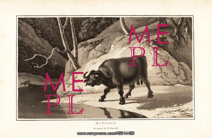 : Cape buffalo, Syncerus caffer caffer, male, standing : Cape buffalo, Syncerus caffer caffer, male, standing