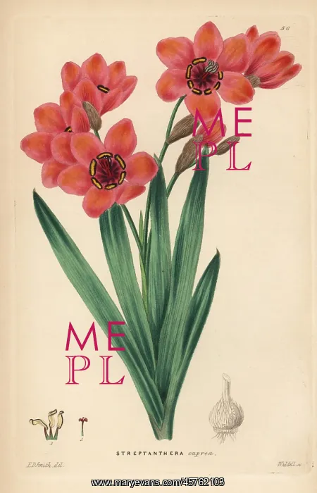 : Cape buttercup, Sparaxis elegans : Cape buttercup, Sparaxis elegans