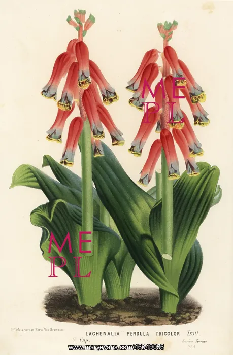 : Cape cowslip, Lachenalia bulbifera : Cape cowslip, Lachenalia bulbifera