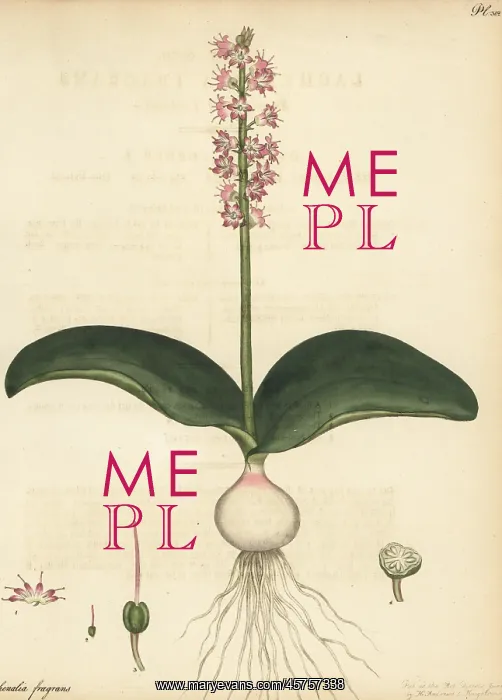 : Cape cowslip, Lachenalia nervosa : Cape cowslip, Lachenalia nervosa