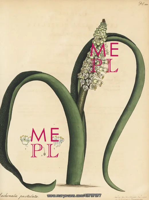 : Cape cowslip, Lachenalia pallida : Cape cowslip, Lachenalia pallida