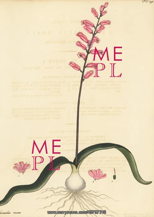 : Cape cowslip, Lachenalia rosea : Cape cowslip, Lachenalia rosea