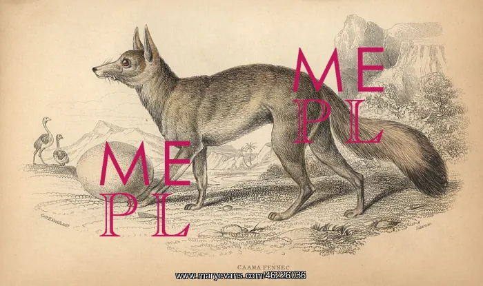 : Cape fox, cama fox or silver-backed fox, Vulpes chama : Cape fox, cama fox or silver-backed fox, Vulpes chama